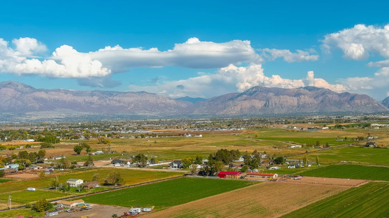A field of trees in full fall colors near West Haven, Utah with the Wasatch Mountains in the background.