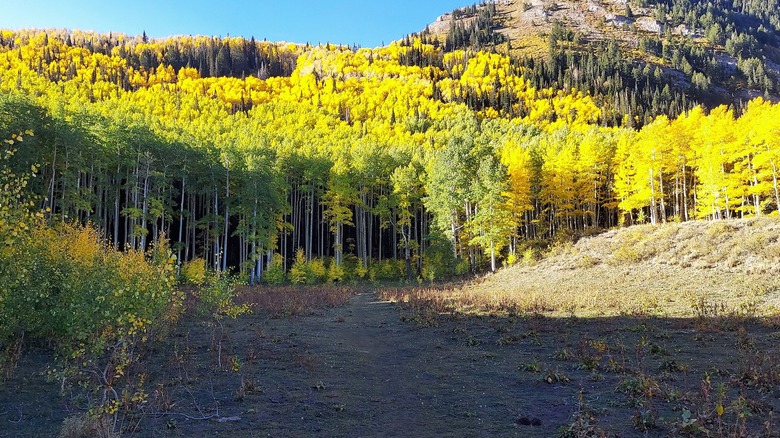 A hiking trail leading into colorful aspen trees