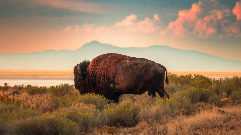 Bison with Great Salt Lake in the background