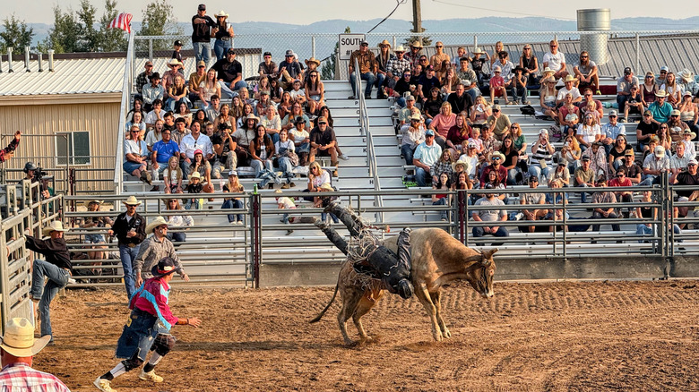 Spectators watching as a bull bucks off a rider at the Oakley Rodeo in Kamas, Utah