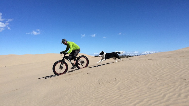 Dog chasing biker down sand dune