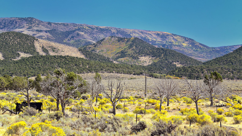 Desert canyons and mountains in Fillmore, Utah
