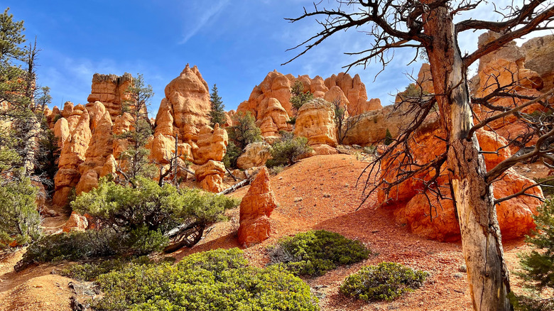 Red canyon near Panguitch Utah