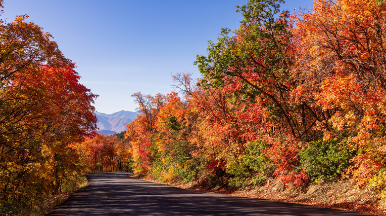 Trees on the Guardsman Pass turn red, gold, and yellow near Park City, Utah in Autumn.