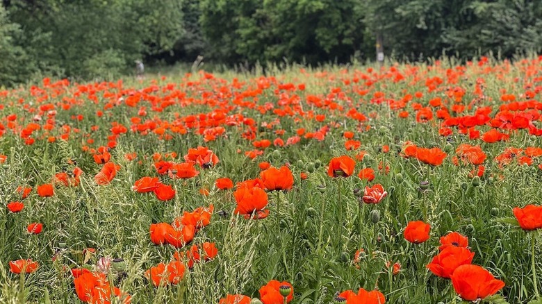 Field of blooming poppies