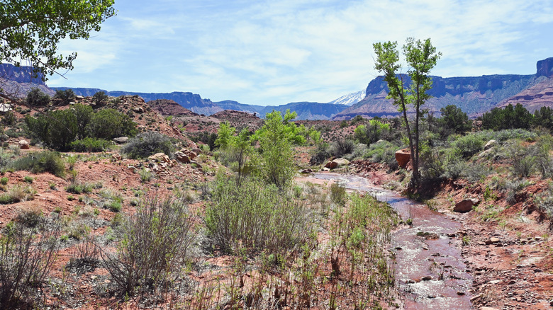Water and desert shrubs at Professor Creek near Moab