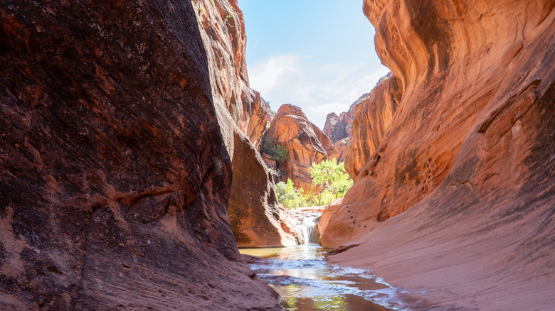A red canyon with a stream running in the middle in Red Cliffs National Conservation Area, Utah