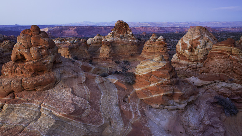 Coyote Butter Grand Staircase of Escalante