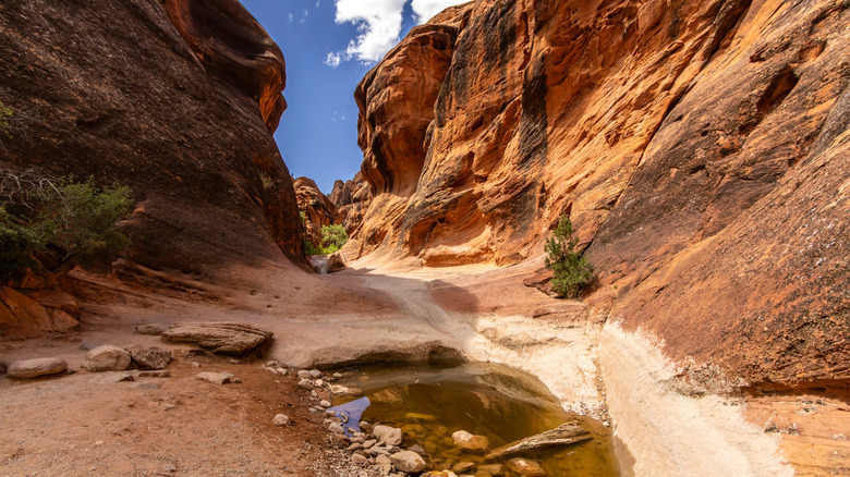 Views of the red rock canyon walls along a hiking trail inside Red Cliffs National Conservation Area in Utah