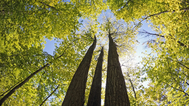 Oak Ridges Moraine forest near Uxbridge in Ontario
