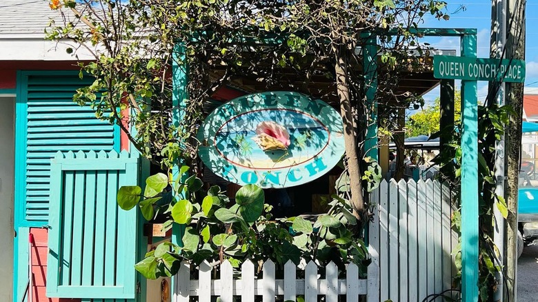 Queen Conch in Harbour Island