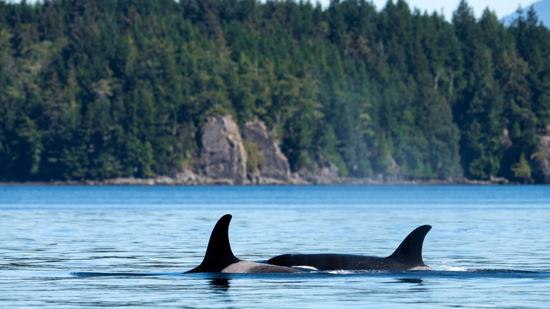 Orca Whales at Johnstone Straight on Vancouver Island