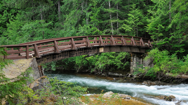Pedestrian bridge over Little Qualicum falls surrounded by trees.