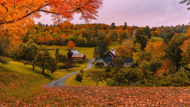 Orange leaves cover the road to a farm in Woodstock, Vermont, surrounded by fall-colored trees