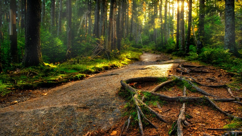 Roots over rocks on a sunny forested path in Vermont