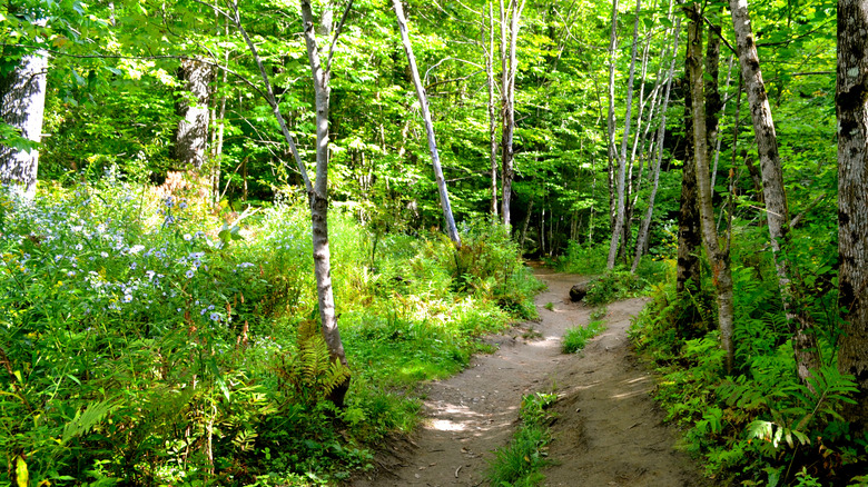 Hiking trail in C.C. Putnam State Forest