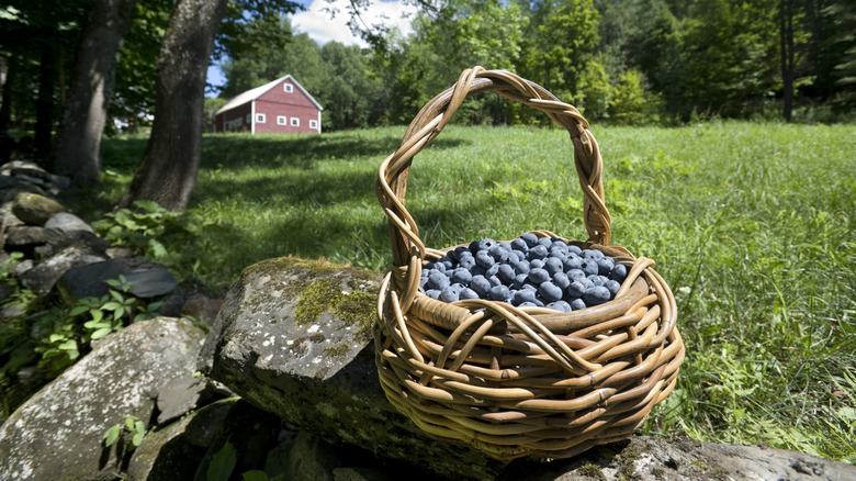 Blueberries in a wicker basket in the Vermont forest behind a barn