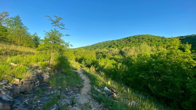 a trail winding in Busiek State Forest and Wildlife Area, Missouri