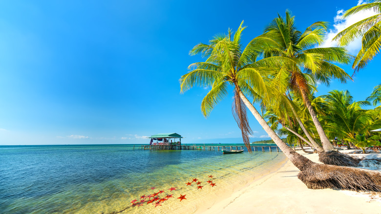 Palm trees, sandy beaches, and starfish on Phu Quoc