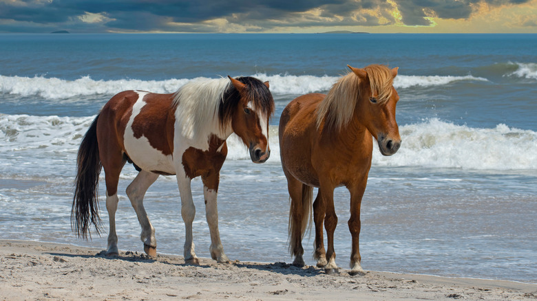 Horses by the ocean in Chincoteague Island