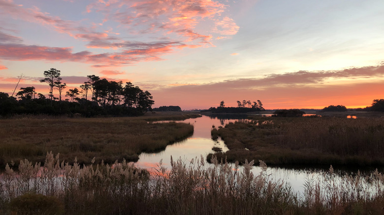 Chincoteague, Virginia
