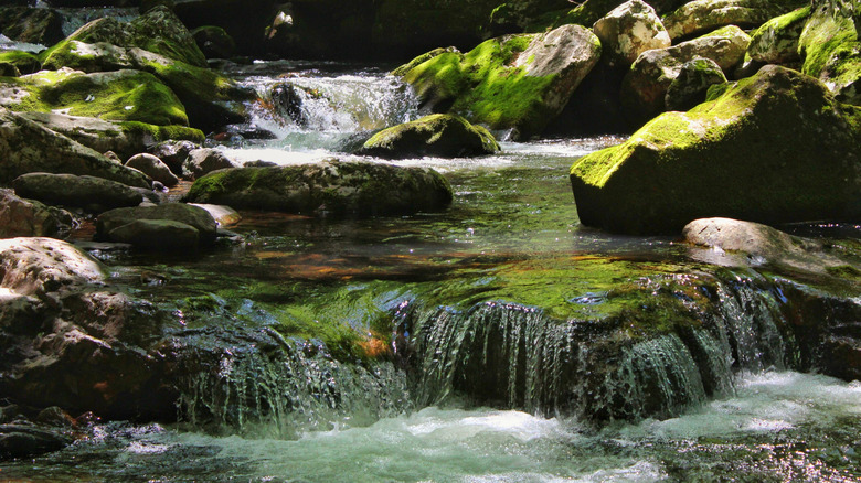 Water rushing over boulders in Jefferson National Forests