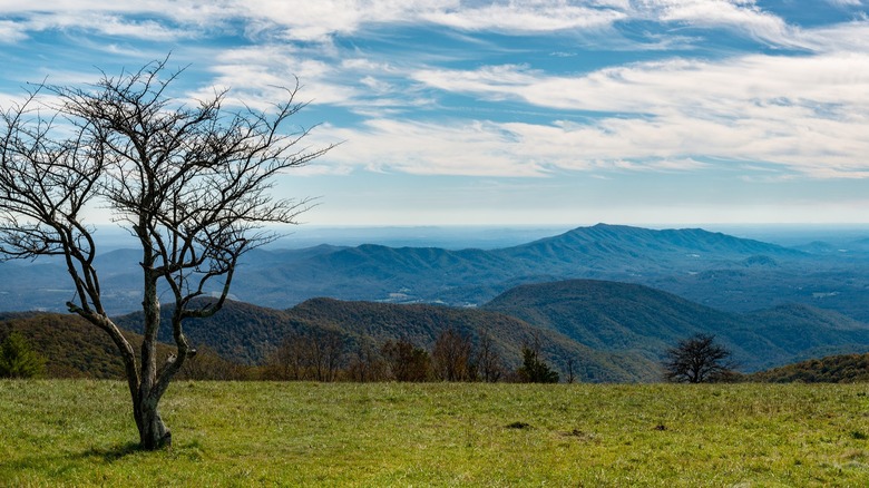 Lone tree and panoramic views from Cole Mountain