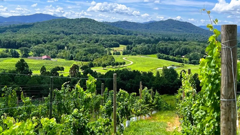 Views of a vineyard in Virginia, featuring a lush valley with rolling hills in the backdrop.