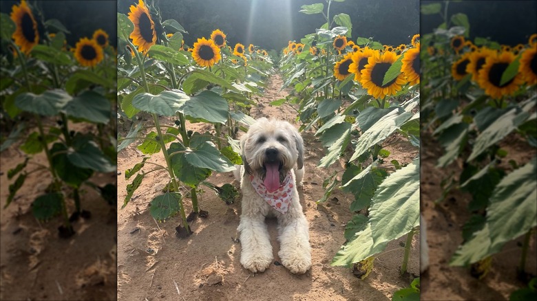Dog posing among sunflowers at Chesterfield Berry Farm