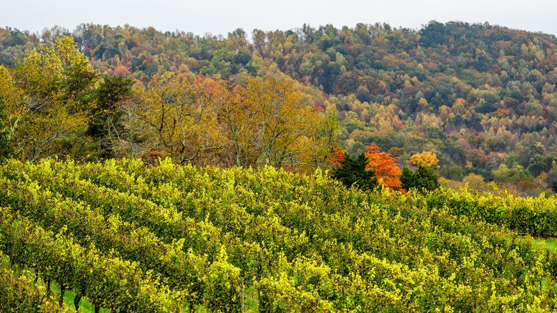 Virginia vineyard in Autumn, American Viticultural Area