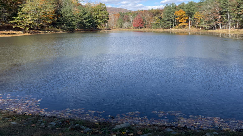 Trees in autumn at Mint Valley Springs Park