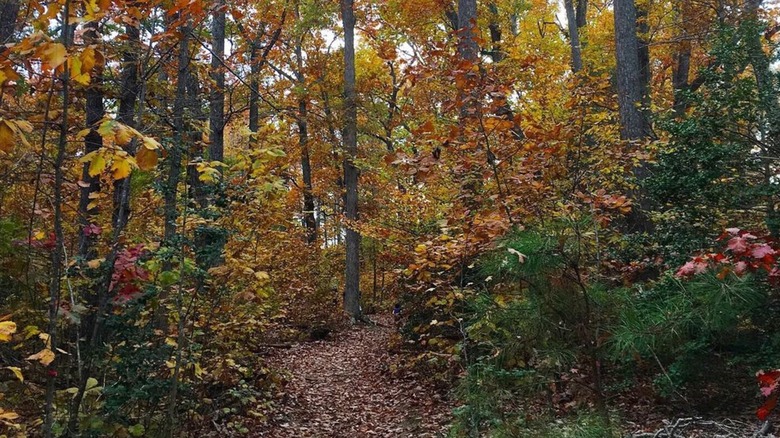 Lewis G. Larus Park in Richmond, Virginia