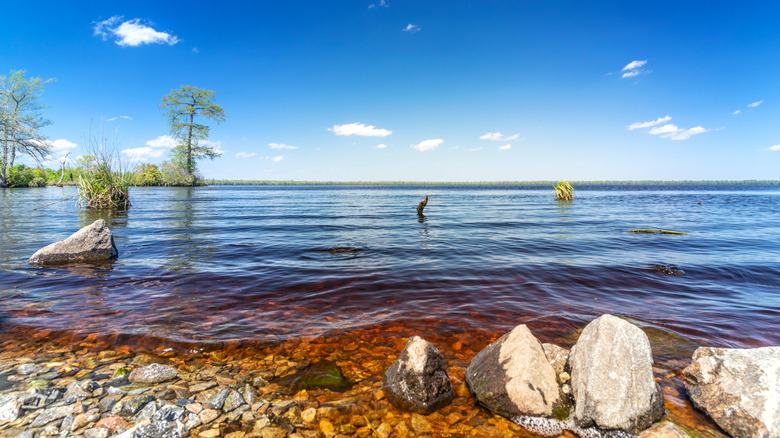 Lake Drummond near Suffolk on a sunny day