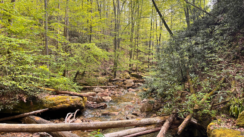 The trail going to the Devil's Bathtub in Virginia