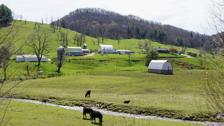 Explore nature trails and grab a bite to eat around Galax, Virginia