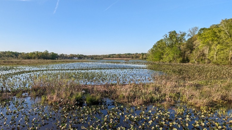 Marsh with leaves surrounded by trees against blue sky Government Island