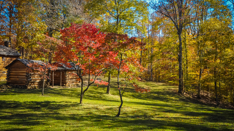 Log cabins in a green fields surrounded by trees