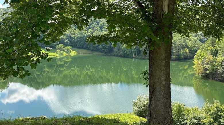 Green blue Pound Lake surrounded by trees with big tree in front