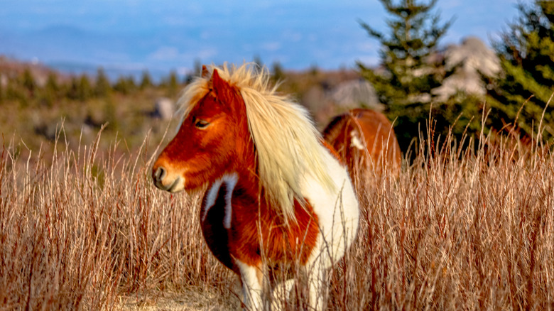 A wild pony at Grayson Highlands State Park