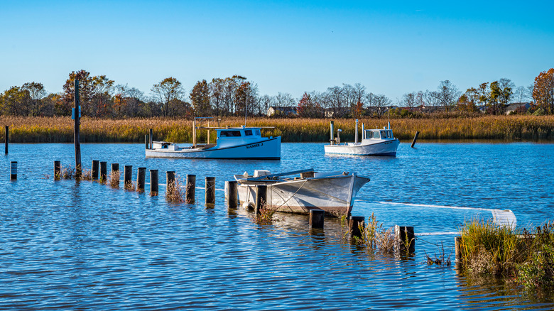 Deadrise boats on the Chesapeake Bay