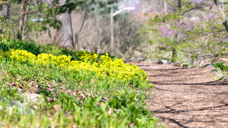 Trail at Mill Mountain in Roanoke, Virginia