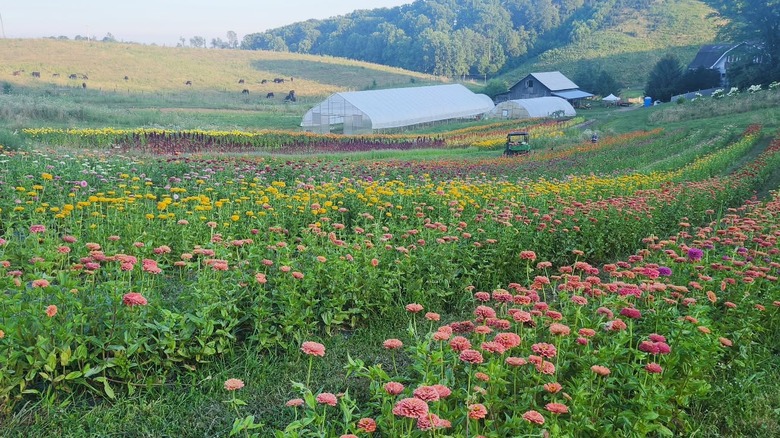 Field of flowers at Blue Ridge Valley Farm