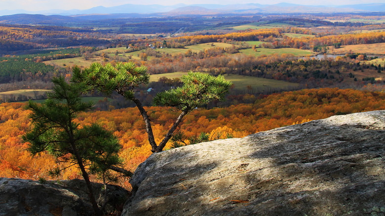 Fall foliage in the Bull Run Mountain Nature Preserve