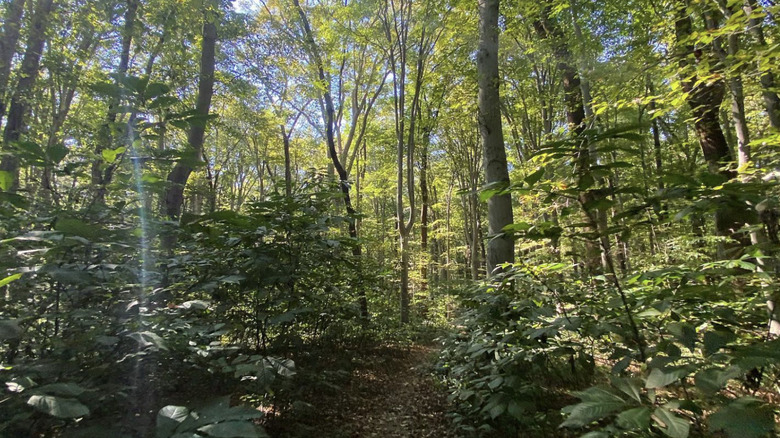 trees in Seneca Regional Park