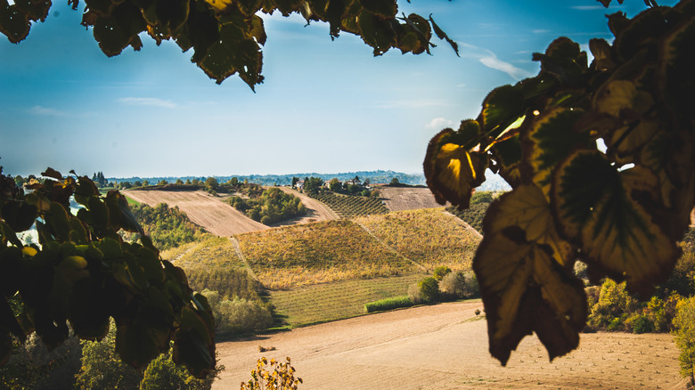 Vineyards along the charming countryside in Barboursville, Virginia