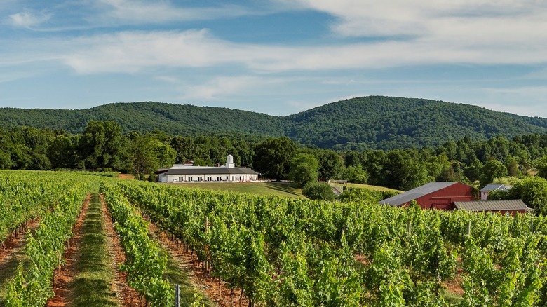 A view of vineyards with two buildings in the background