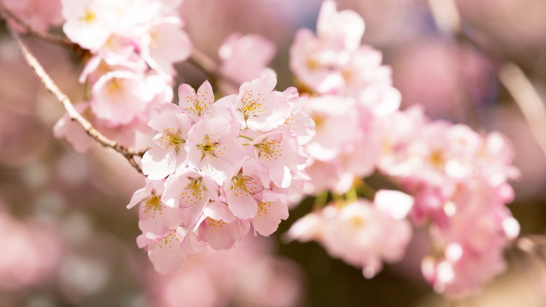 Image of blooming cherry blossoms in Virginia