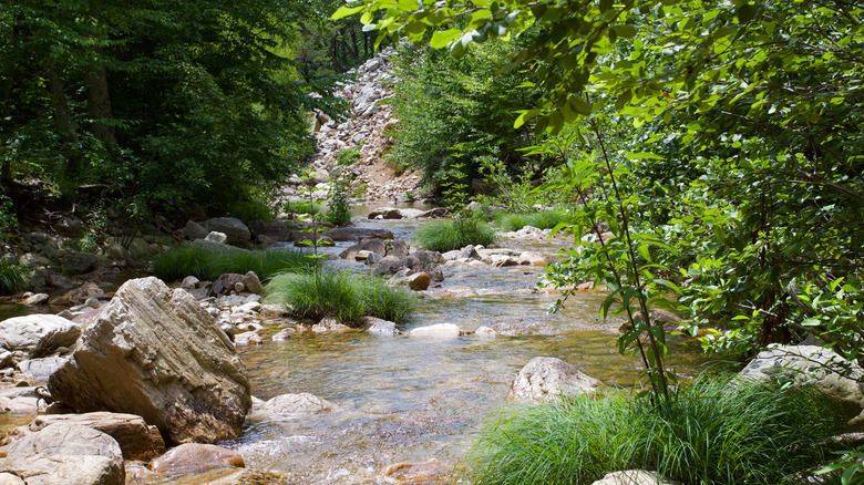 Saint Mary's River in Saint Mary's Wilderness Virginia