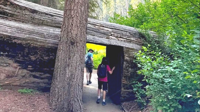 Hikers passing through tree tunnel on the Hazelwood Nature Trail in Sequoia National Park