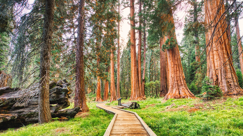 A boardwalk leading through giant trees in Sequoia National Park